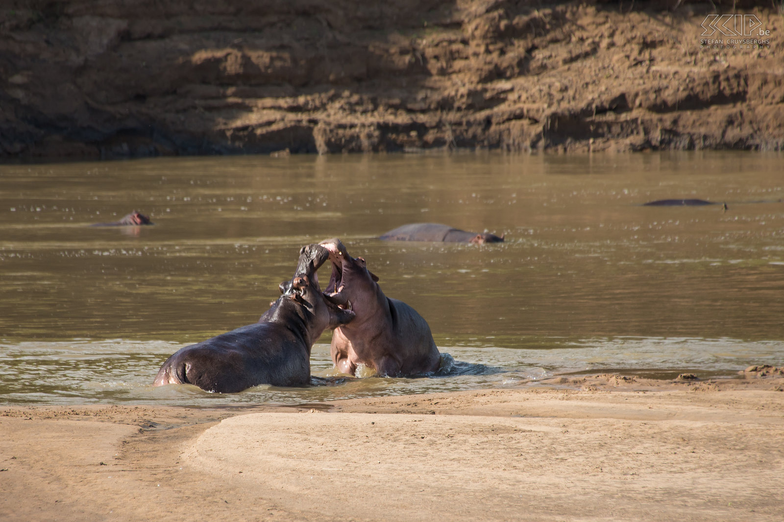 South Luangwa - Vechtende nijlpaarden Vlak voor onze tent aan de lodge waren vaak hele groepen nijlpaarden (Hippo, Hippopotamus amphibius) te zien in de rivier. Tijdens een middag begonnen plots 2 giganten een uur lang met elkaar te vechten. Nijlpaarden kunnen 2 tot 3 ton wegen. Wanneer mannelijke nijlpaarden vechten, gebruiken ze hun snijtanden om aanvallen te blokkeren en hun grote hoektanden om de tegenstander te verwonden. Afrika op z’n best. Stefan Cruysberghs